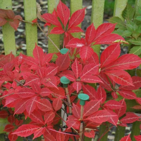 Parthenocissus henryana
