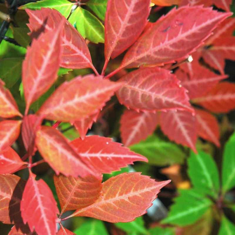Parthenocissus henryana Parthenocissus henryana