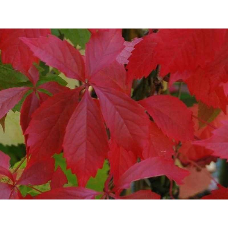 Parthenocissus quinquefolia 'Engelmannii'  - autumn colour