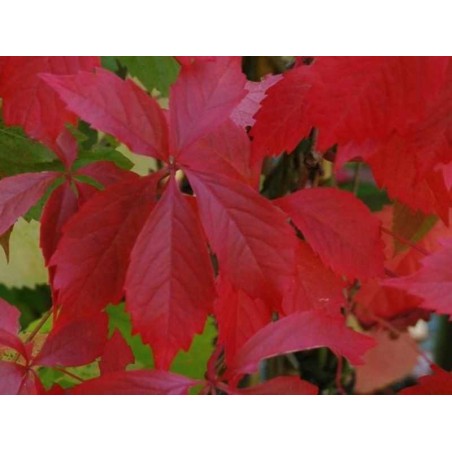 Parthenocissus quinquefolia 'Engelmannii'  - autumn colour
