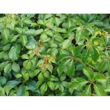 Parthenocissus quinquefolia 'Engelmannii'