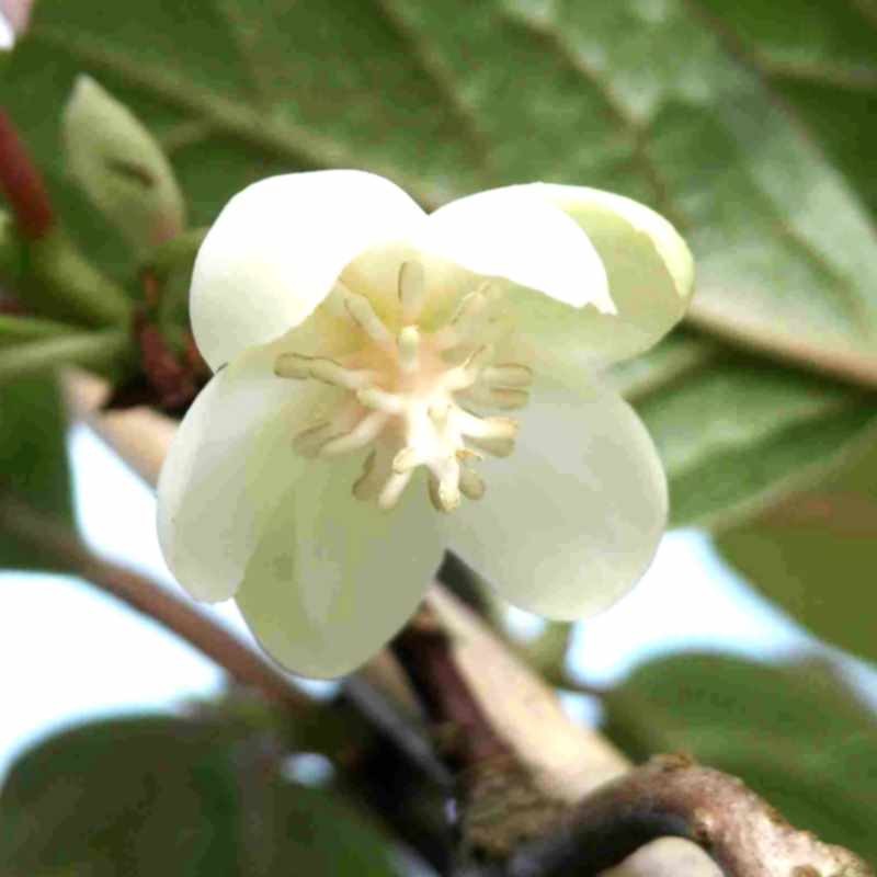 Schisandra grandiflora