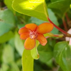 Schisandra sphenanthera