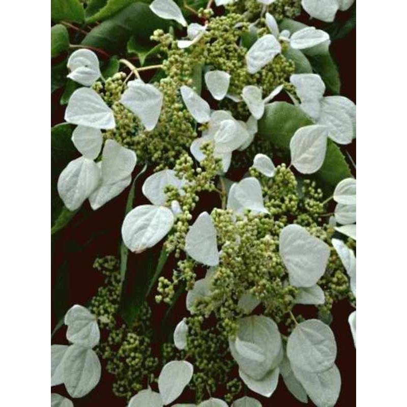 Schizophragma hydrangeoides Schizophragma hydrangeoides