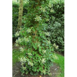 Schizophragma hydrangeoides