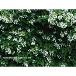 Schizophragma hydrangeoides