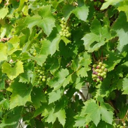 Vitis 'Brandt'