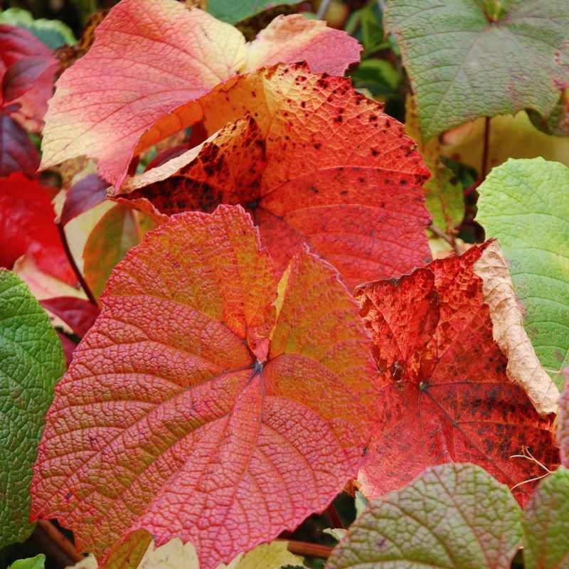 Vitis coignetiae - autumn colour close up Vitis coignetiae - autumn colour close up