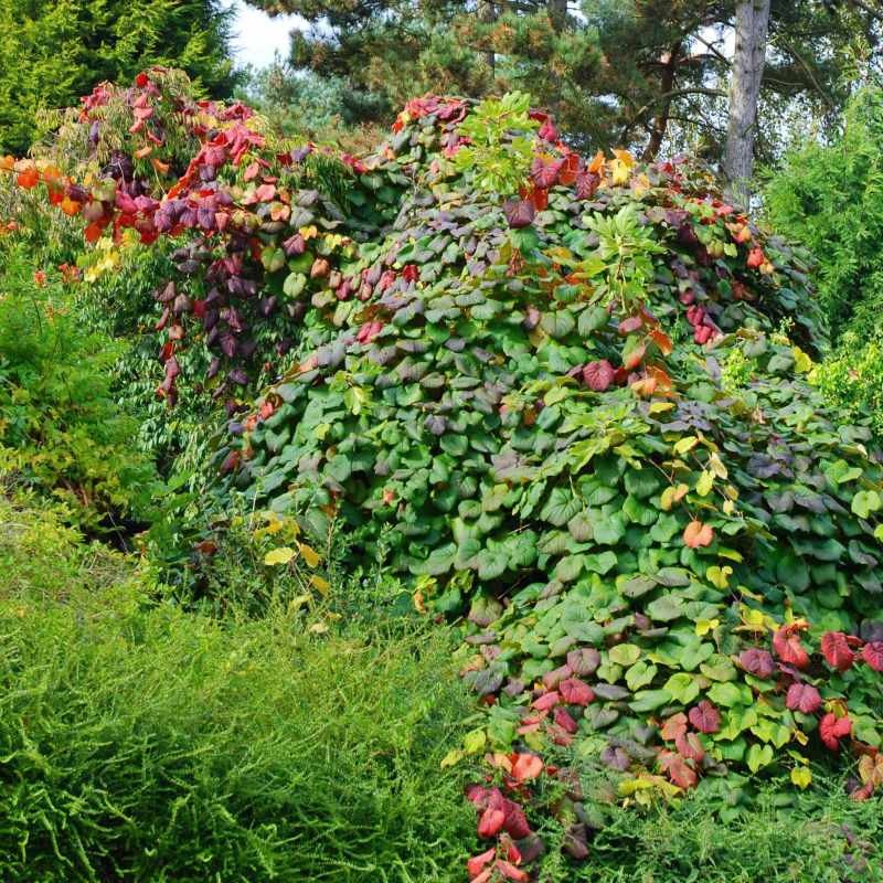 Vitis coignetiae Vitis coignetiae