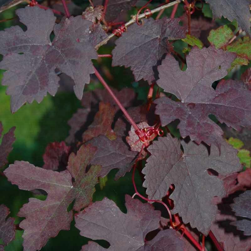 Vitis vinifera 'Purpurea'