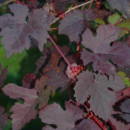 Vitis vinifera 'Purpurea' Vitis vinifera 'Purpurea'