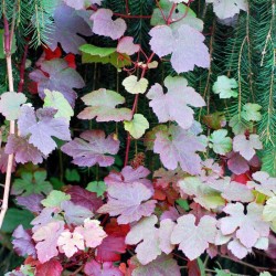 Vitis vinifera 'Purpurea' - summer leaves