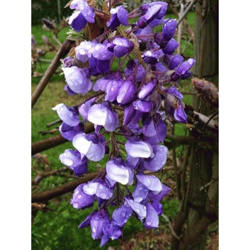 Wisteria brachybotrys 'Okayama' - dark violet-blue flowers in early summer
