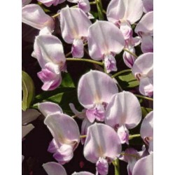 Wisteria floribunda 'Honbeni'