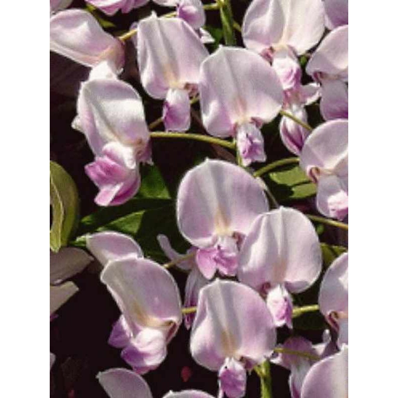 Wisteria floribunda 'Honbeni' Wisteria floribunda 'Honbeni'