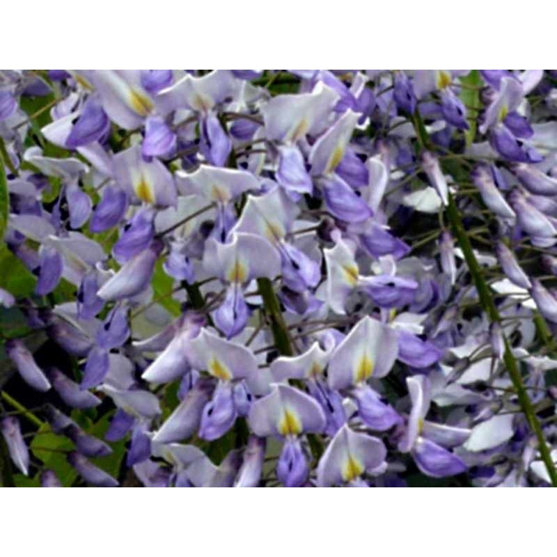 Wisteria floribunda 'Lawrence' Wisteria floribunda 'Lawrence'