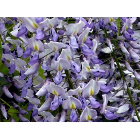 Wisteria floribunda 'Lawrence'