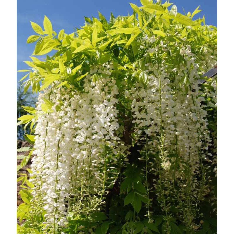 Wisteria floribunda Longissima Alba