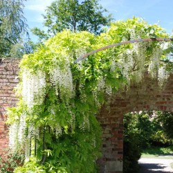 Wisteria floribunda 'Longissima Alba'