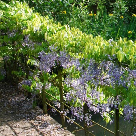 Wisteria floribunda 'Macrobotrys' Wisteria floribunda 'Macrobotrys'