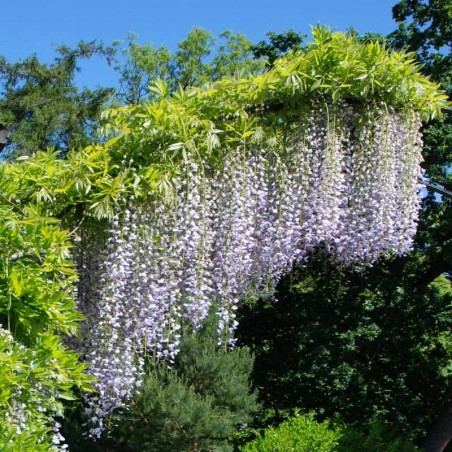 Wisteria floribunda 'Macrobotrys' Wisteria floribunda 'Macrobotrys'