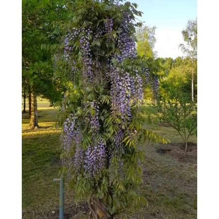 Wisteria floribunda 'Royal Purple' Wisteria floribunda 'Royal Purple'