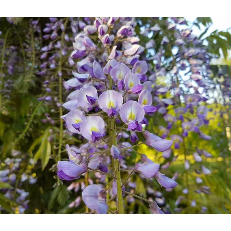 Wisteria floribunda 'Royal Purple'