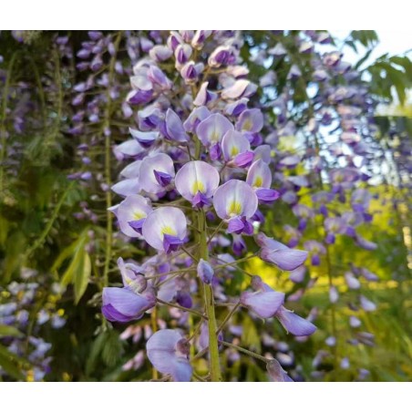 Wisteria floribunda 'Royal Purple' Wisteria floribunda 'Royal Purple'