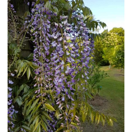 Wisteria floribunda 'Royal Purple' Wisteria floribunda 'Royal Purple'