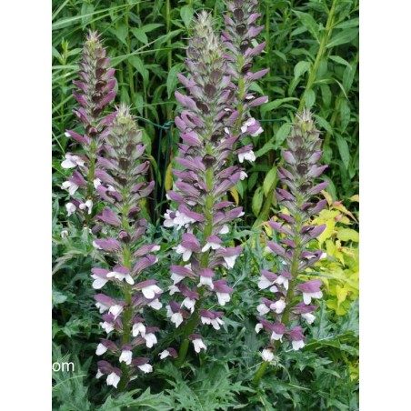 Acanthus spinosus - summer flowers Acanthus spinosus - summer flowers