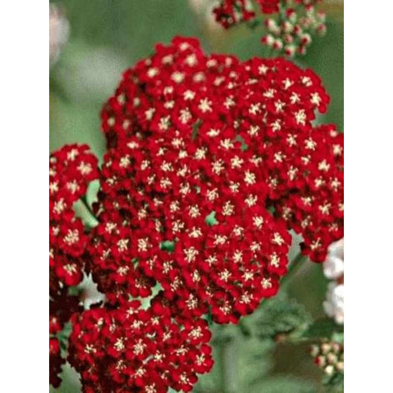 Achillea millefolium 'Red Beauty' Achillea millefolium 'Red Beauty'