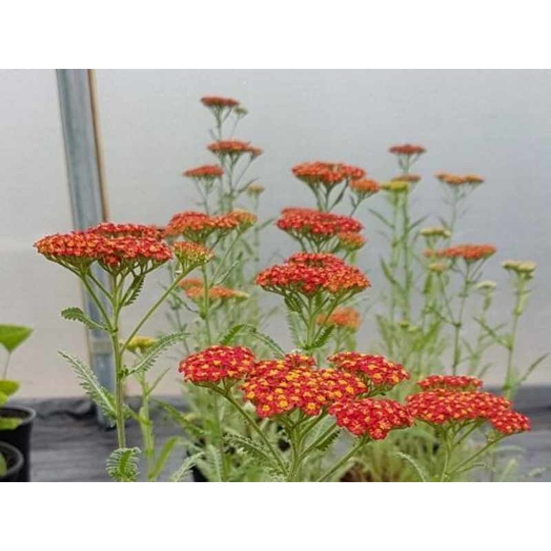 Achillea millefolium 'Walther Funcke' Achillea millefolium 'Walther Funcke'