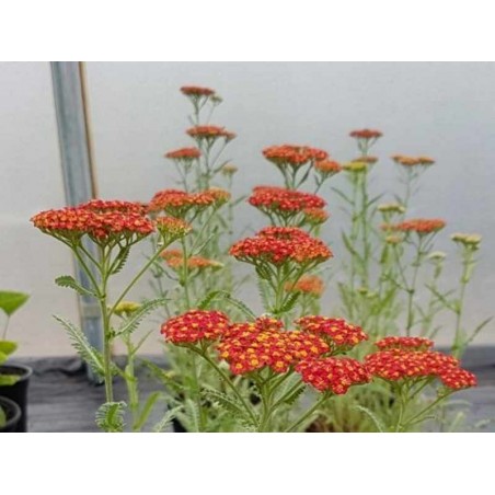 Achillea millefolium 'Walther Funcke' Achillea millefolium 'Walther Funcke'