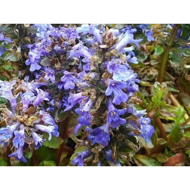 Ajuga reptans 'Catlin's Giant' Ajuga reptans 'Catlin's Giant'