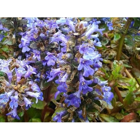 Ajuga reptans 'Catlin's Giant'