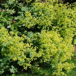 Alchemilla mollis