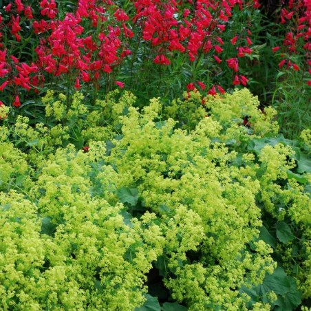 Alchemilla mollis Alchemilla mollis