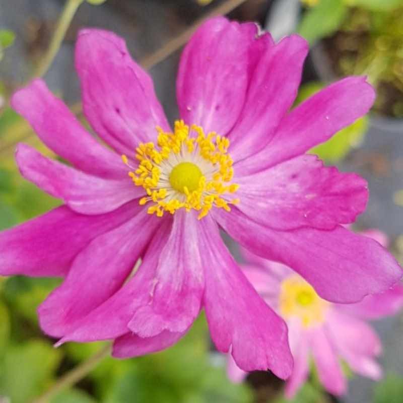 Anemone hupehensis var japonica 'Pamina'