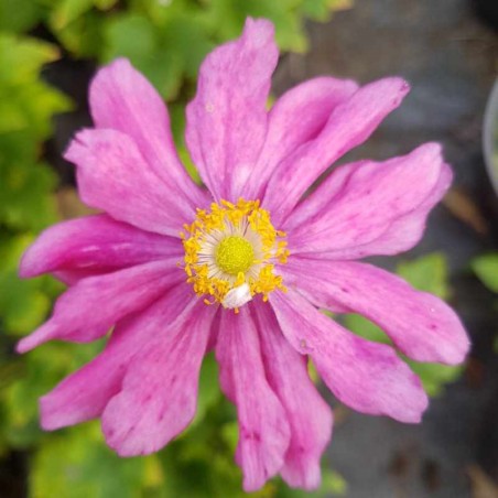 Anemone hupehensis var  japonica 'Pamina' Anemone hupehensis var  japonica 'Pamina'