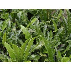 Asplenium scolopendrium 'Angustatum'