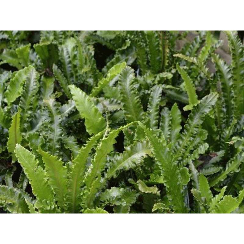 Asplenium scolopendrium 'Angustatum' Asplenium scolopendrium 'Angustatum'
