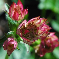Astrantia major 'Rosea'