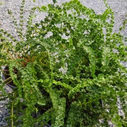 Athyrium filix-femina 'Frizelliae'