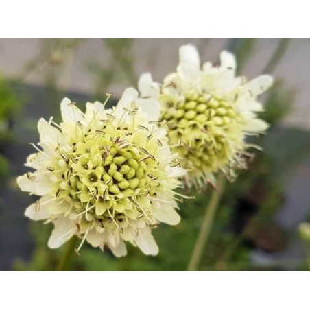 Cephalaria gigantea Cephalaria gigantea