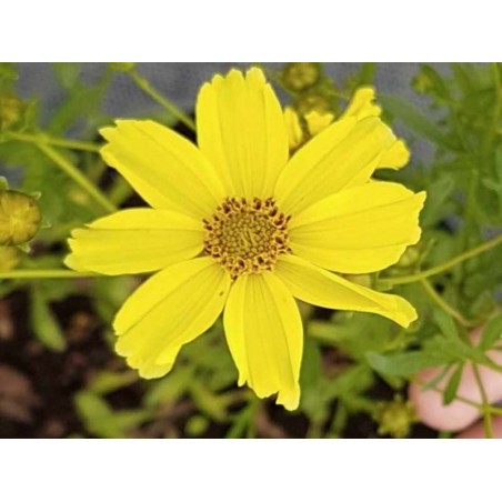 Coreopsis 'Creme Brulee'