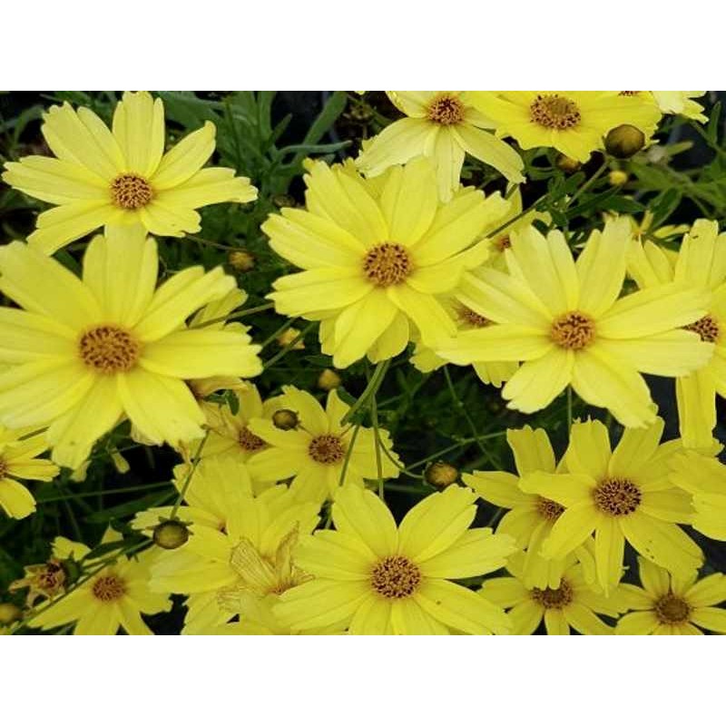 Coreopsis 'Creme Brulee'