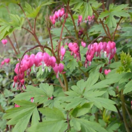 Dicentra spectabilis Dicentra spectabilis
