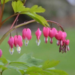 Dicentra spectabilis
