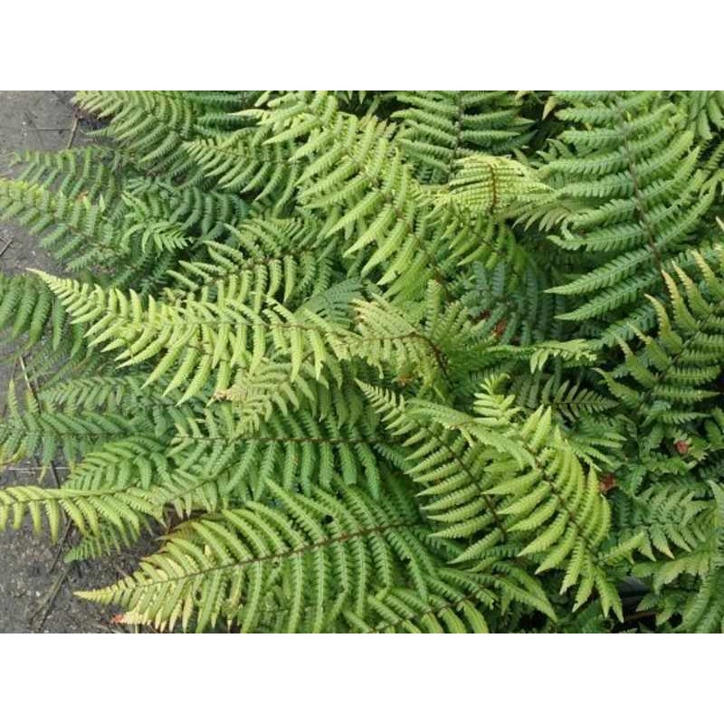 Dryopteris wallichiana