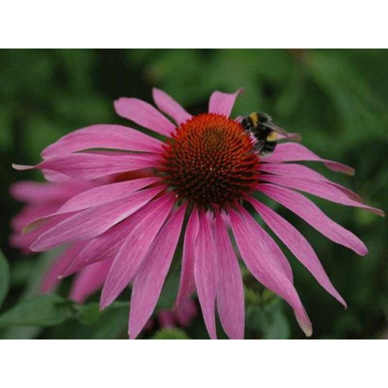 Echinacea purpurea Echinacea purpurea